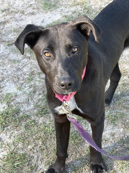 Jack, Adoptable, Puppy Male Labrador Retriever & Mixed Breed.