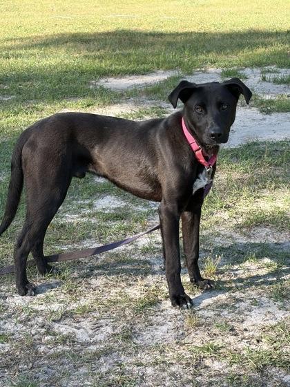 Jack, a Adoptable mixed breed in Conway, SC image 2/3