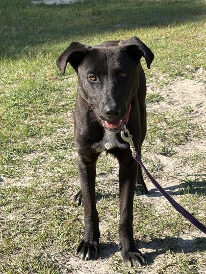 Jack, a Adoptable mixed breed in Conway, SC image 3/3