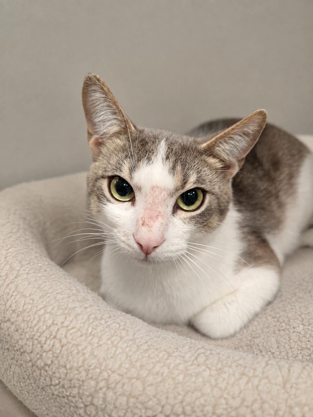Earth, ADOPTABLE, Adult Male Domestic Short Hair.