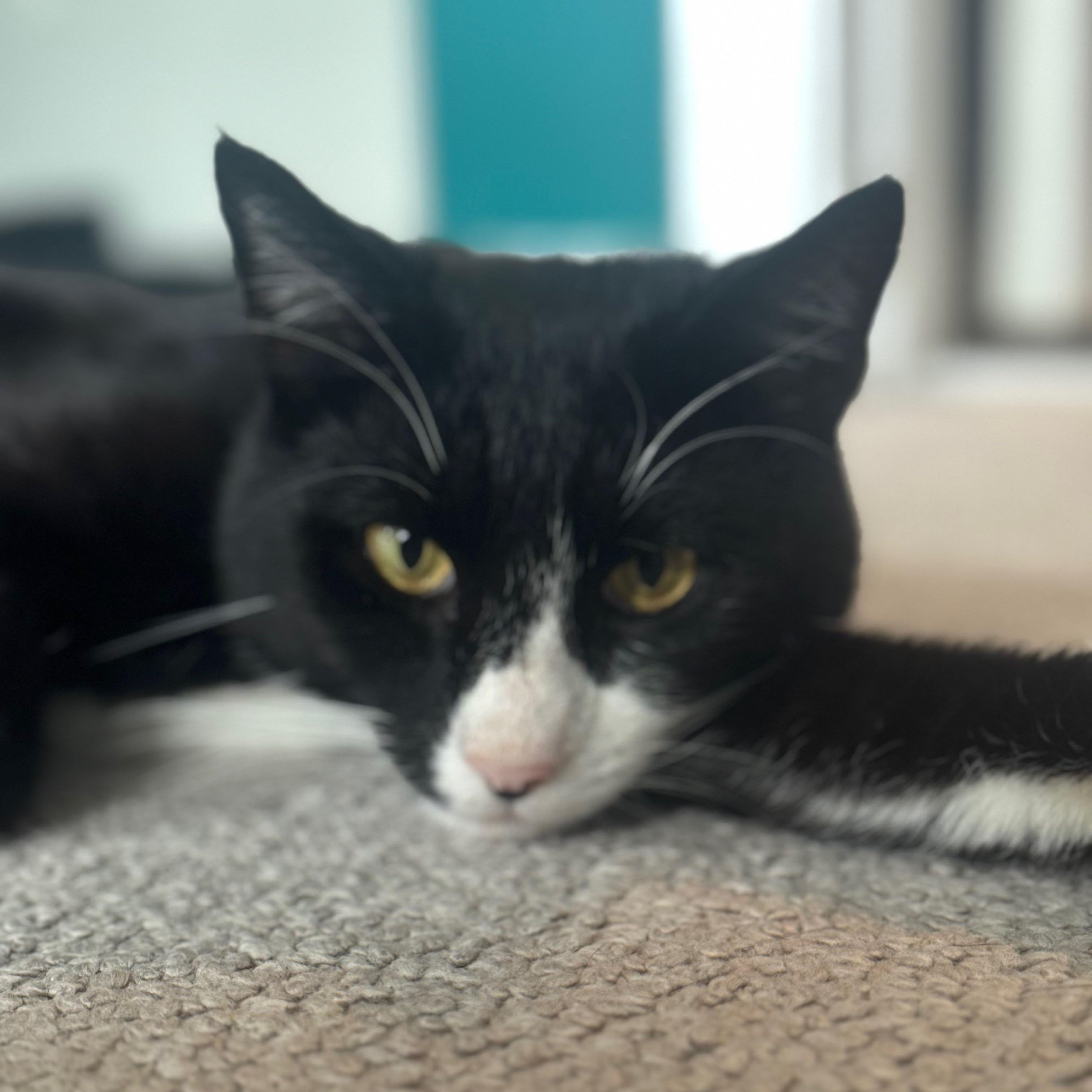 Enlarge Bill Rugby, a Adoptable American Shorthair in Philadelphia, PA image 2/6