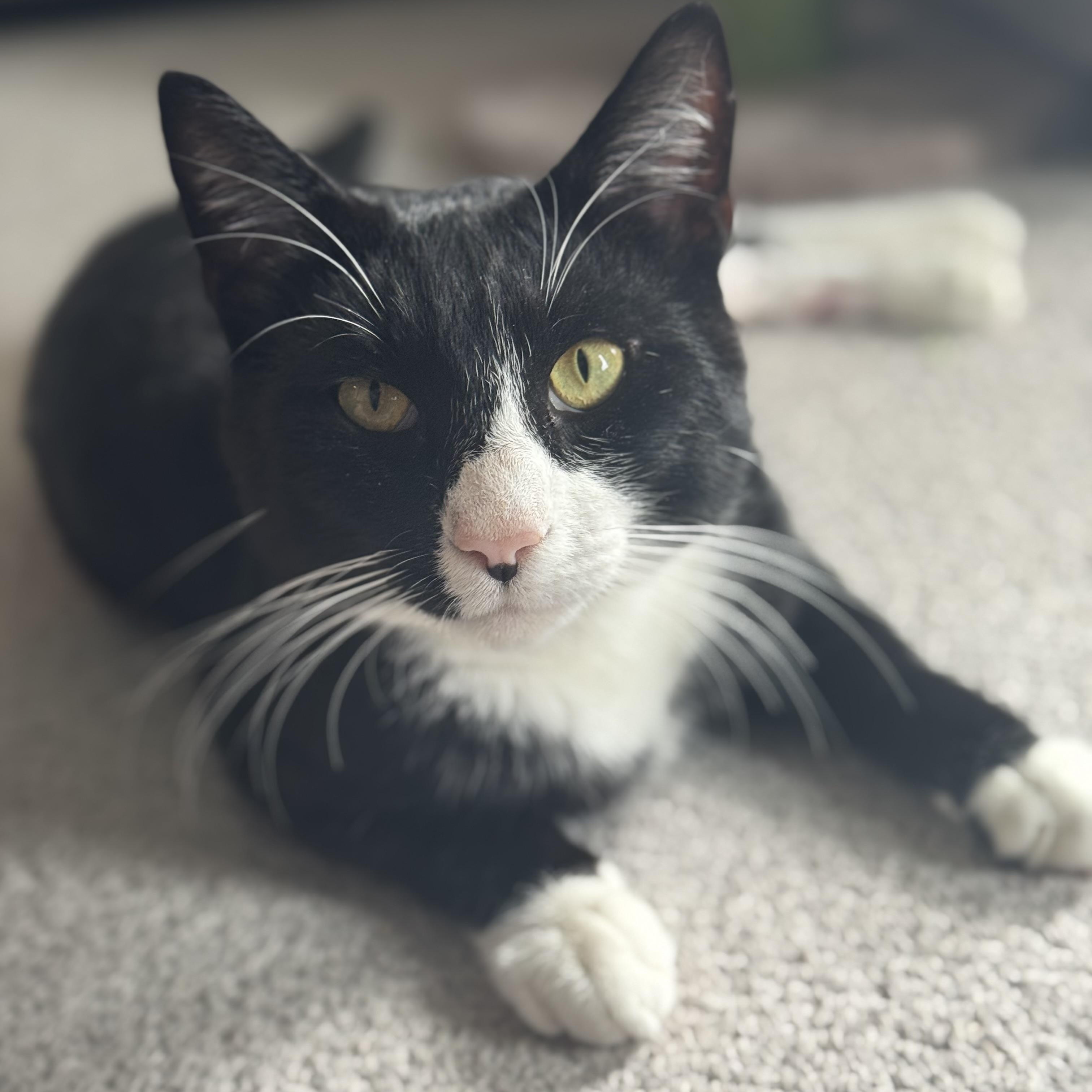 Enlarge Bill Rugby, a Adoptable American Shorthair in Philadelphia, PA image 3/6
