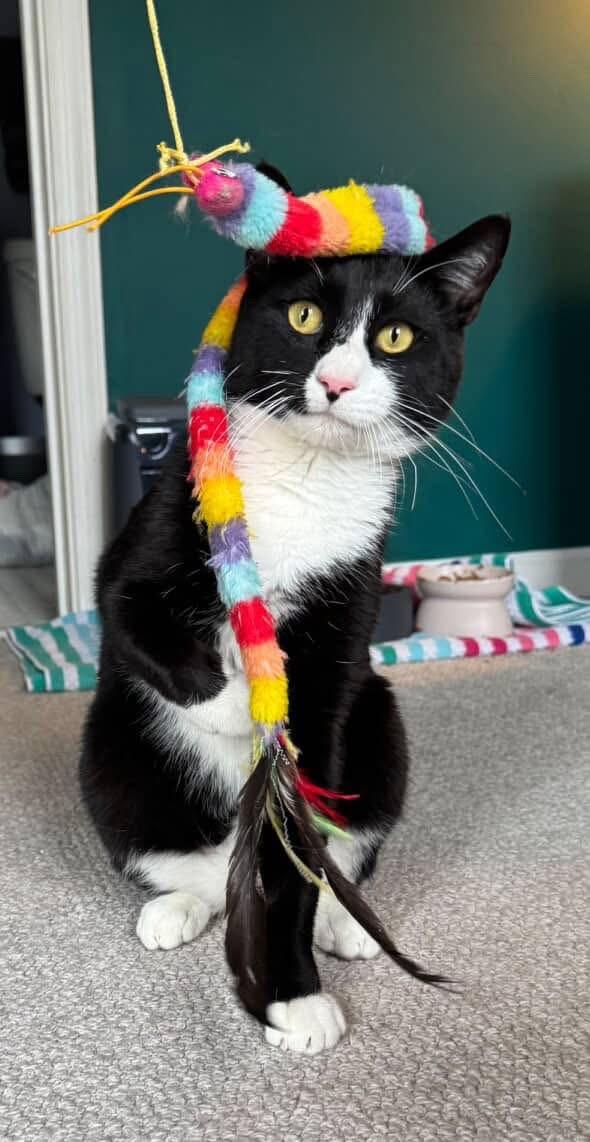 Enlarge Bill Rugby, a Adoptable American Shorthair in Philadelphia, PA image 1/6