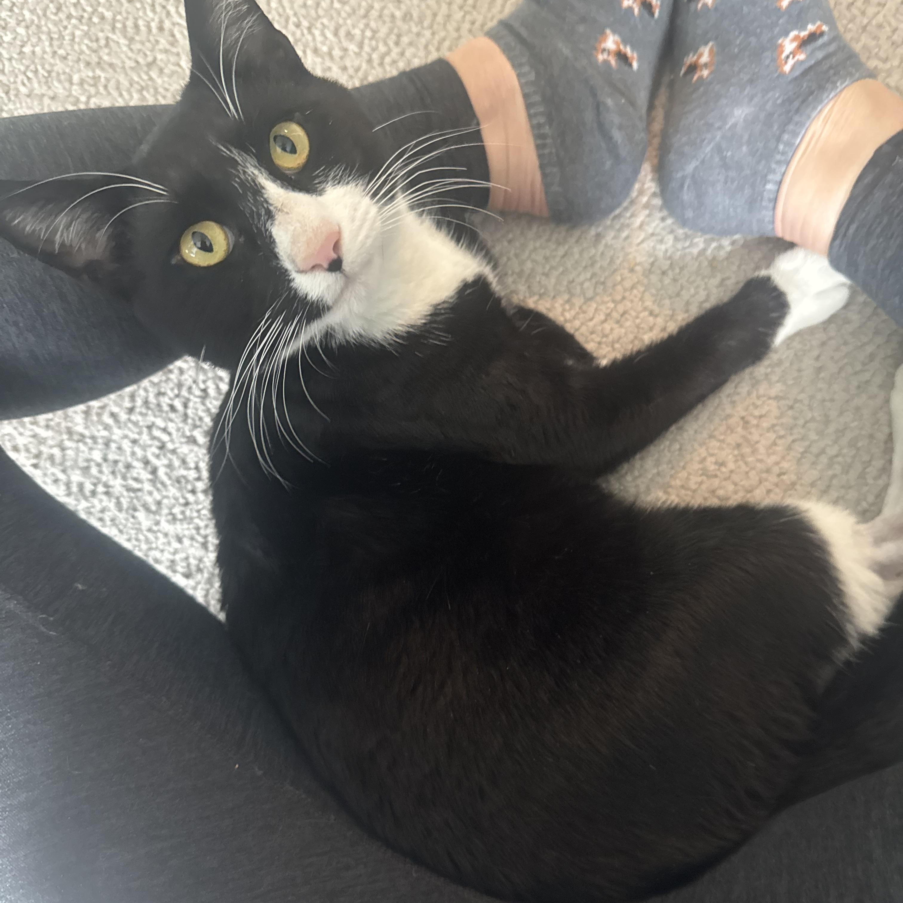 Enlarge Bill Rugby, a Adoptable American Shorthair in Philadelphia, PA image 4/6