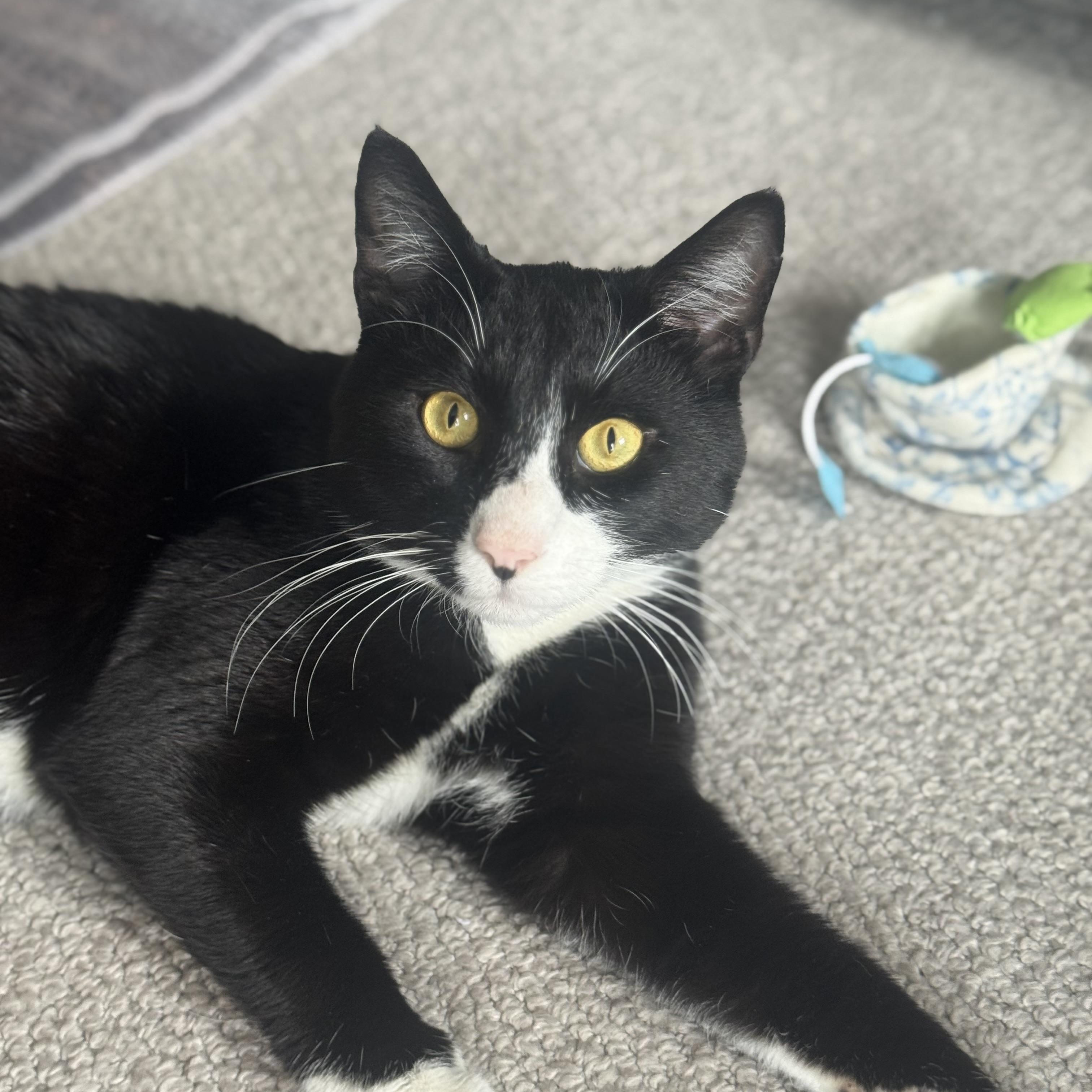 Enlarge Bill Rugby, a Adoptable American Shorthair in Philadelphia, PA image 5/6