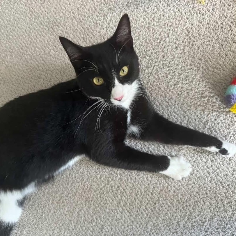 Enlarge Bill Rugby, a Adoptable American Shorthair in Philadelphia, PA image 6/6