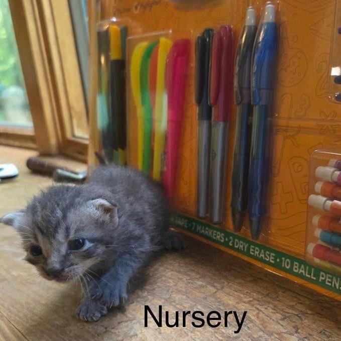 Enlarge Neo, a Adoptable Domestic Medium Hair in Muscatine, IA image 1/3