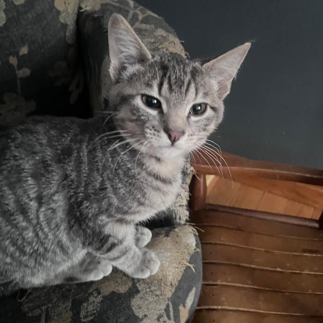 Enlarge Neo, a Adoptable Domestic Medium Hair in Muscatine, IA image 2/3