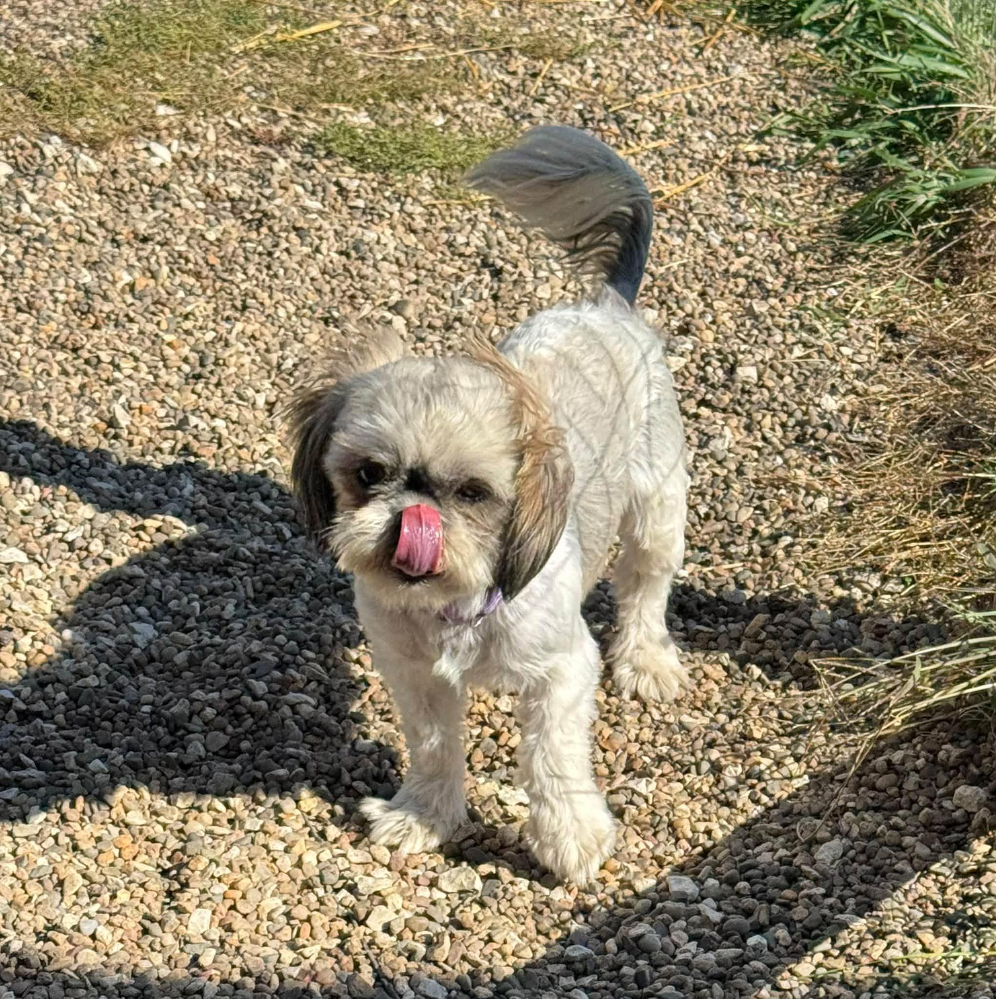 Enlarge Evelyn, a Adoptable Shih Tzu in Decorah, IA image 6/6