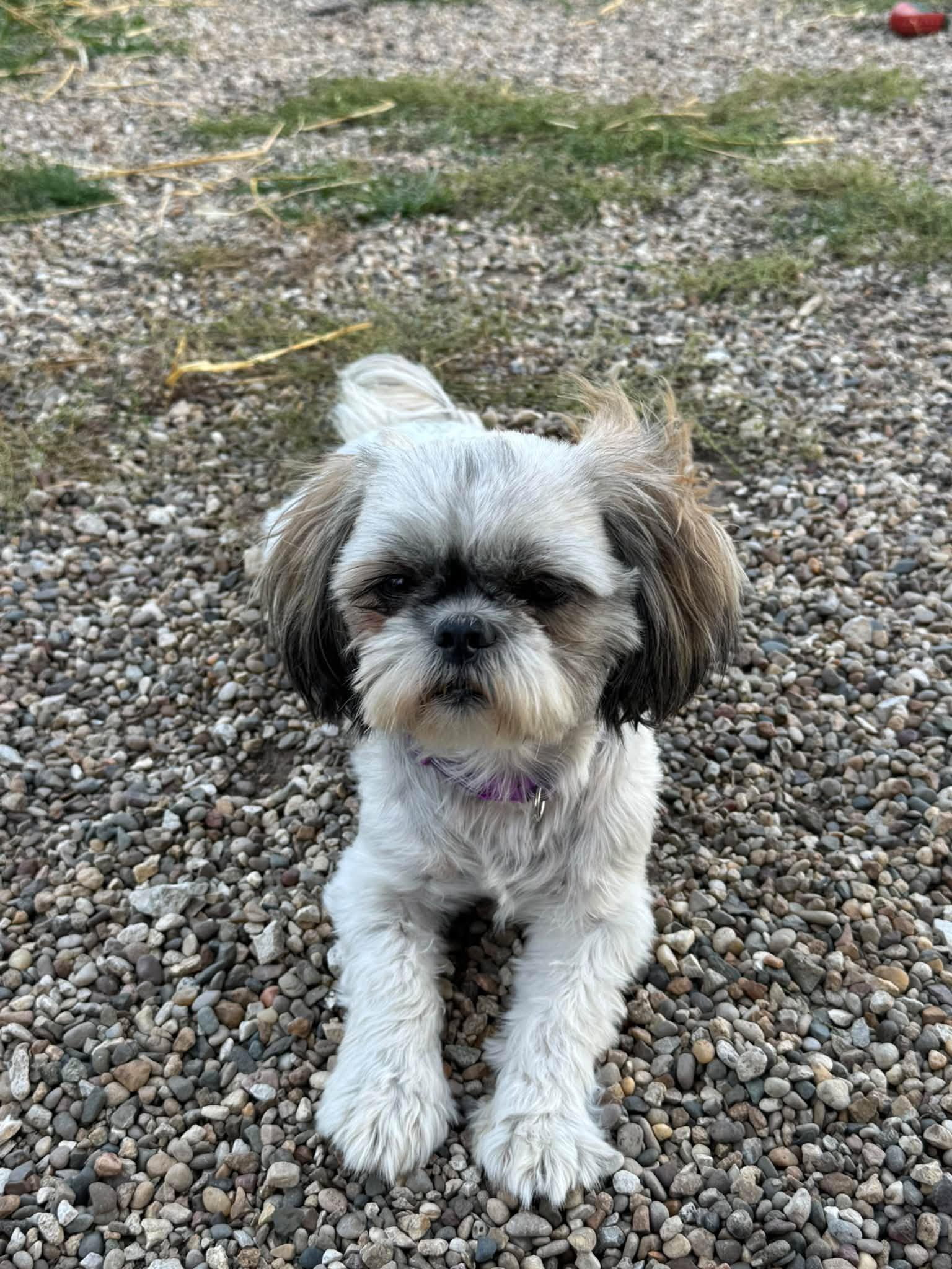 Enlarge Evelyn, a Adoptable Shih Tzu in Decorah, IA image 5/6