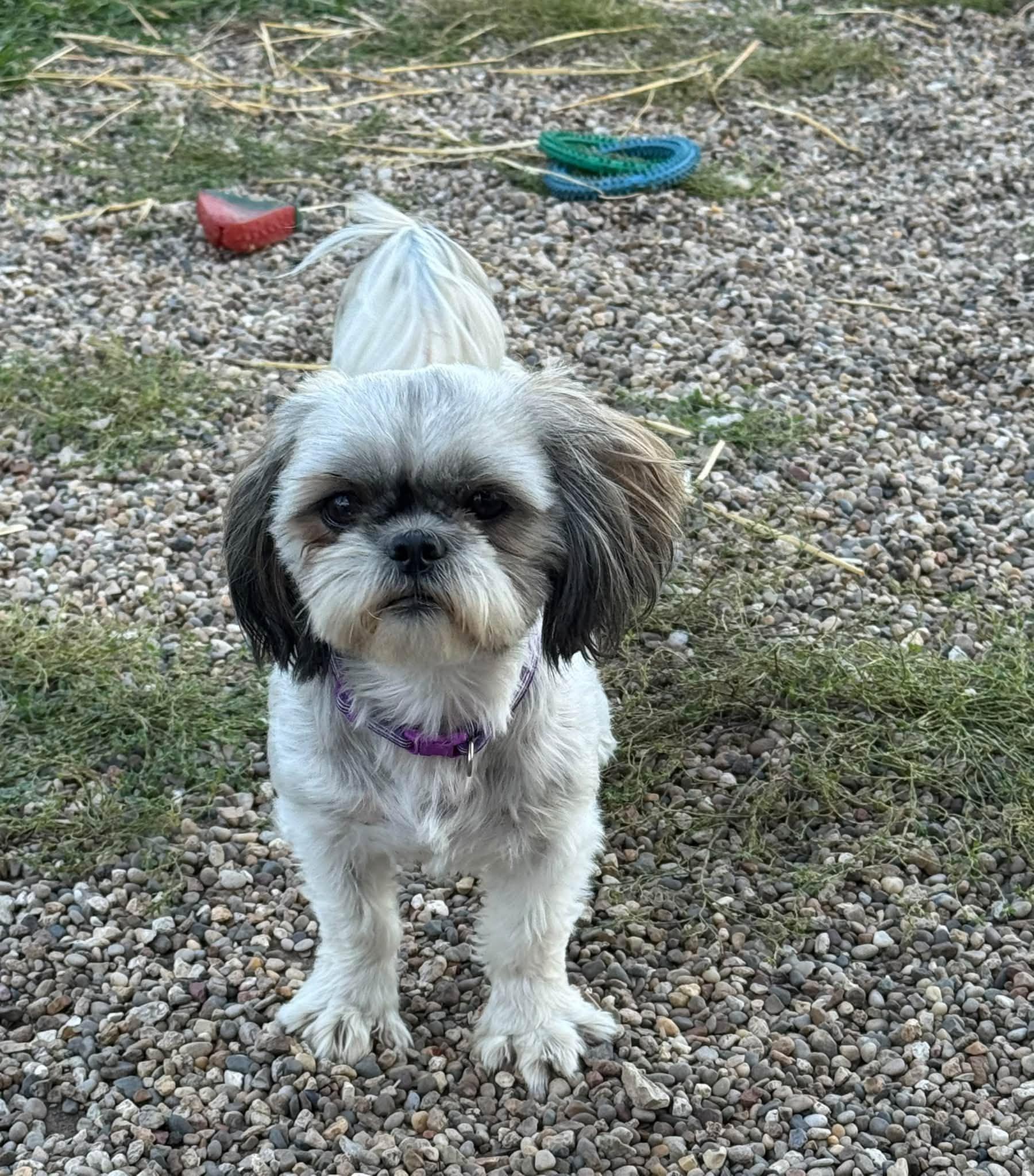 Evelyn, Adoptable, Adult Female Shih Tzu.