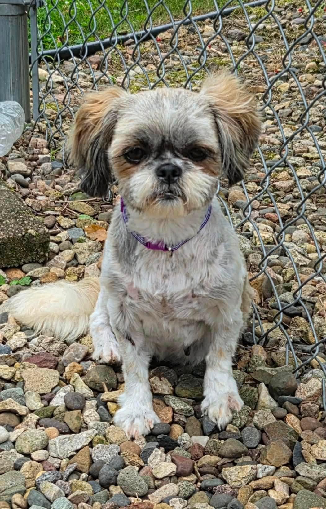 Enlarge Evelyn, a Adoptable Shih Tzu in Decorah, IA image 2/6