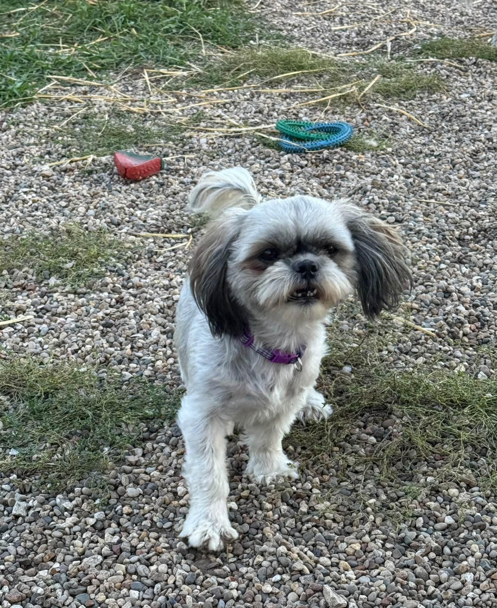Enlarge Evelyn, a Adoptable Shih Tzu in Decorah, IA image 4/6