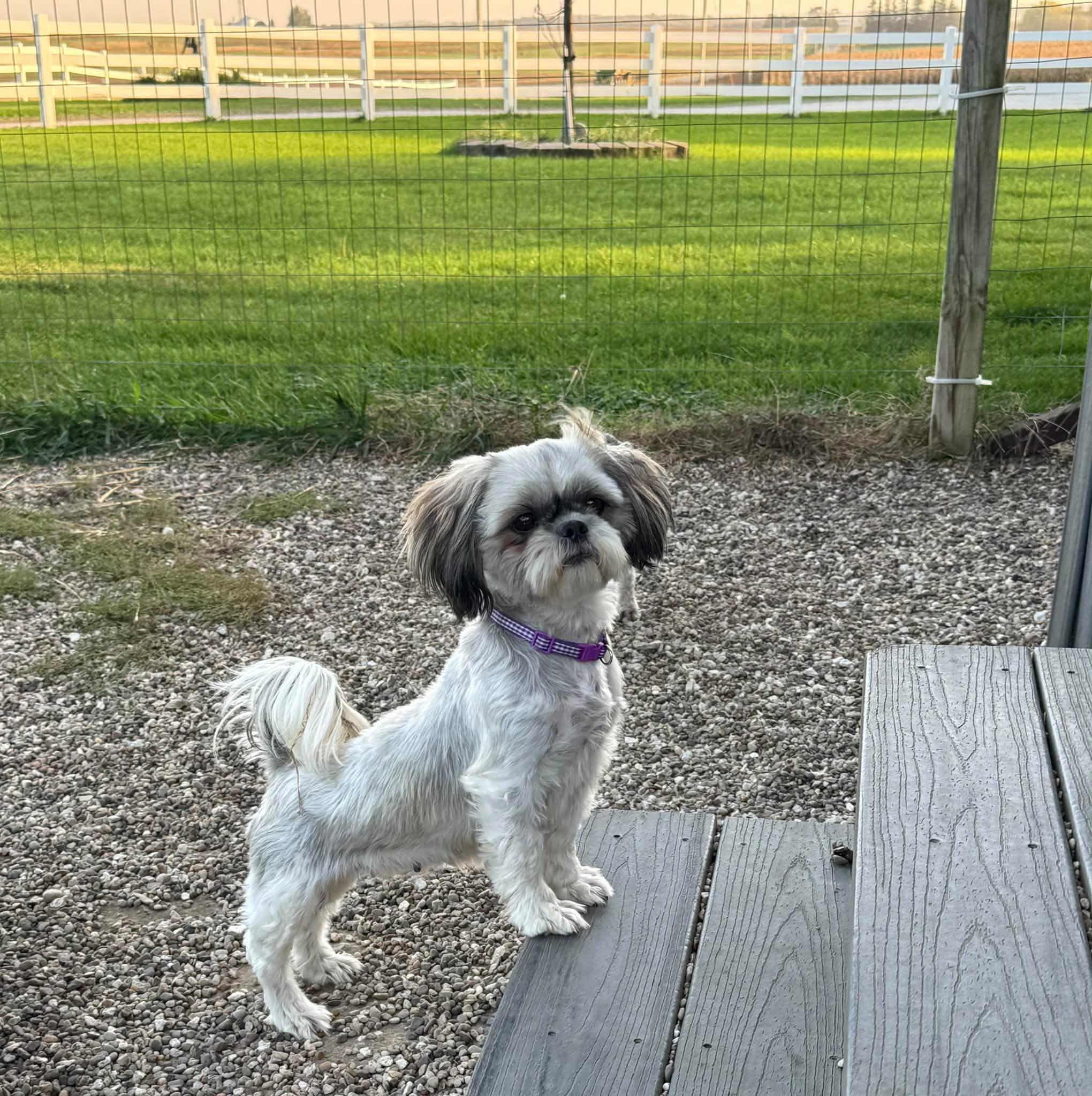 Enlarge Evelyn, a Adoptable Shih Tzu in Decorah, IA image 3/6