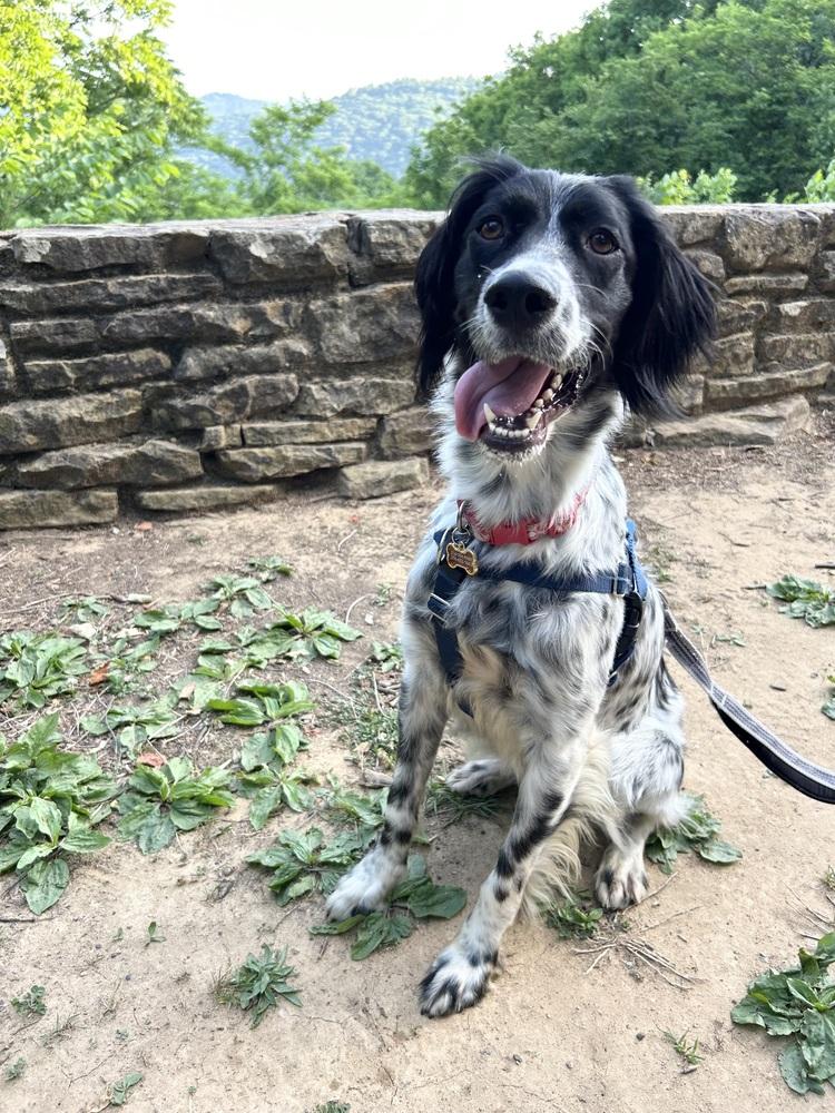 Available - Marley, Adoptable, Adult Female English Setter.