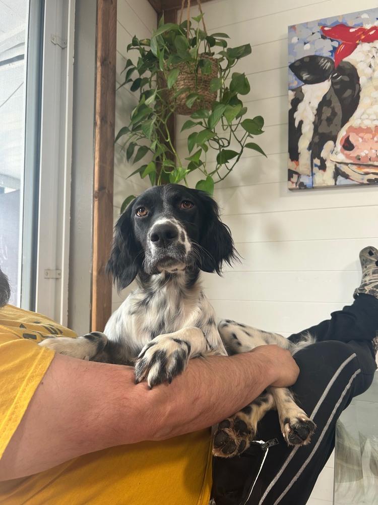 Enlarge Available - Marley, a Adoptable English Setter in Alpharetta, GA image 2/6