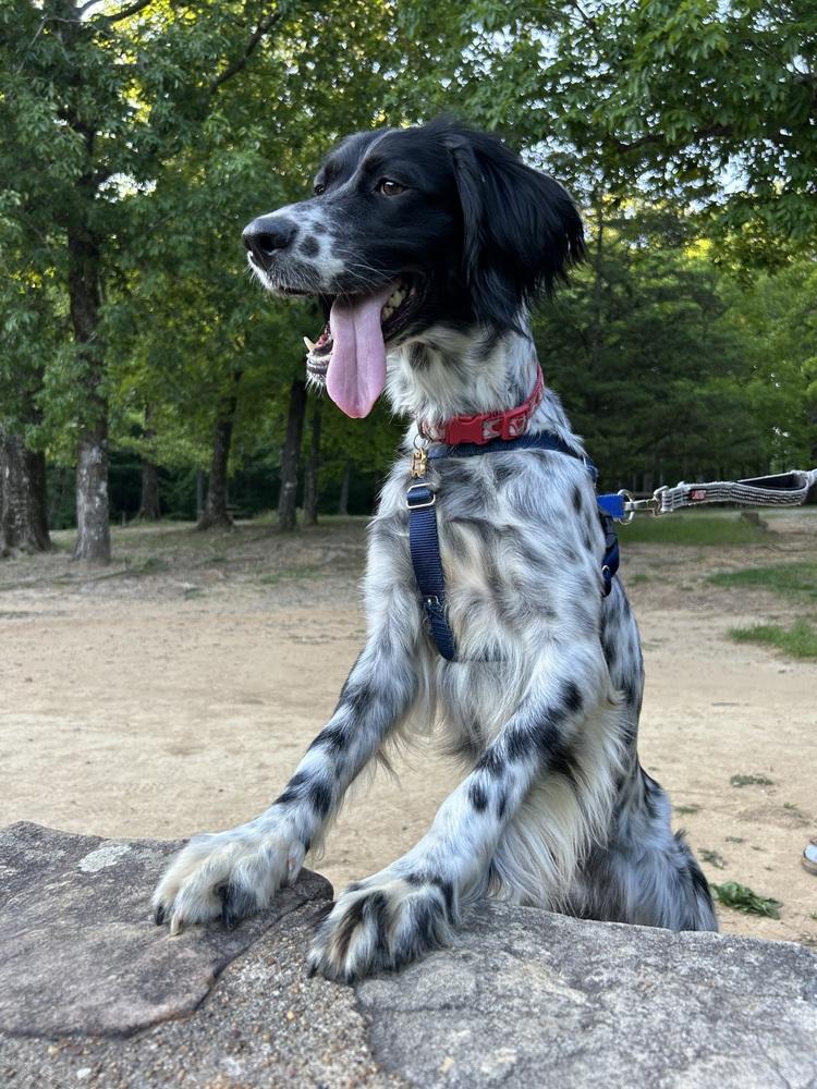 Enlarge Available - Marley, a Adoptable English Setter in Alpharetta, GA image 3/6
