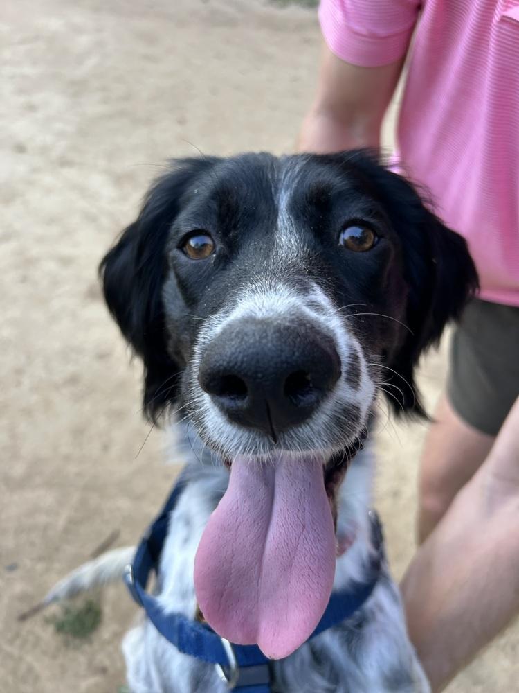 Enlarge Available - Marley, a Adoptable English Setter in Alpharetta, GA image 4/6
