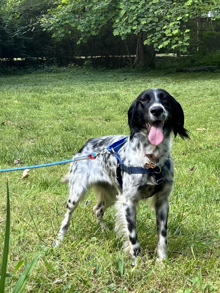 Enlarge Available - Marley, a Adoptable English Setter in Alpharetta, GA image 5/6