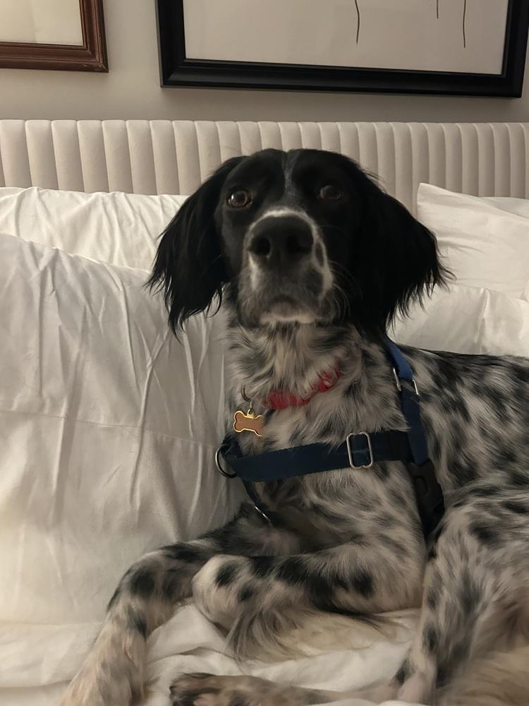 Enlarge Available - Marley, a Adoptable English Setter in Alpharetta, GA image 6/6
