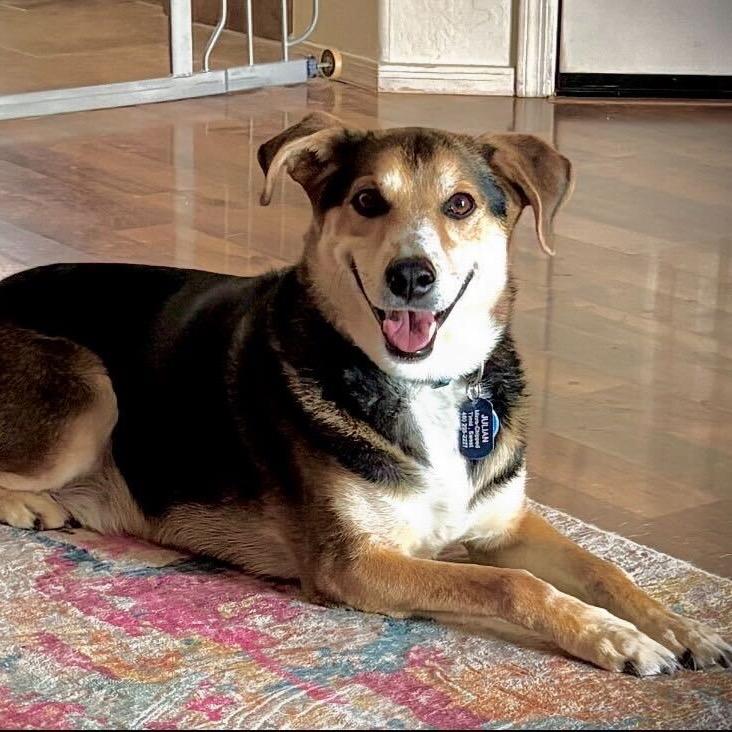 Julian, Adoptable, Adult Male Shepherd.