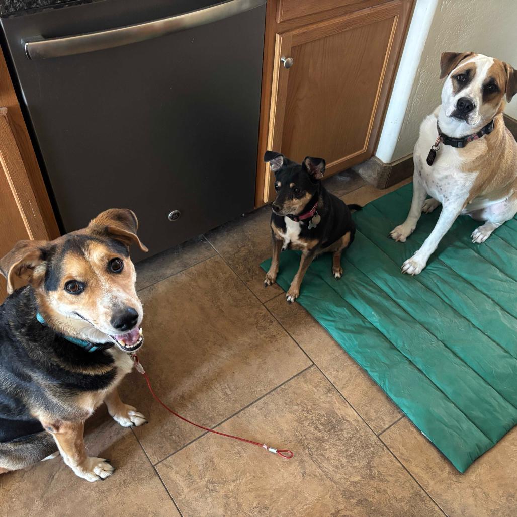 Julian, Adoptable, Adult Male Shepherd.