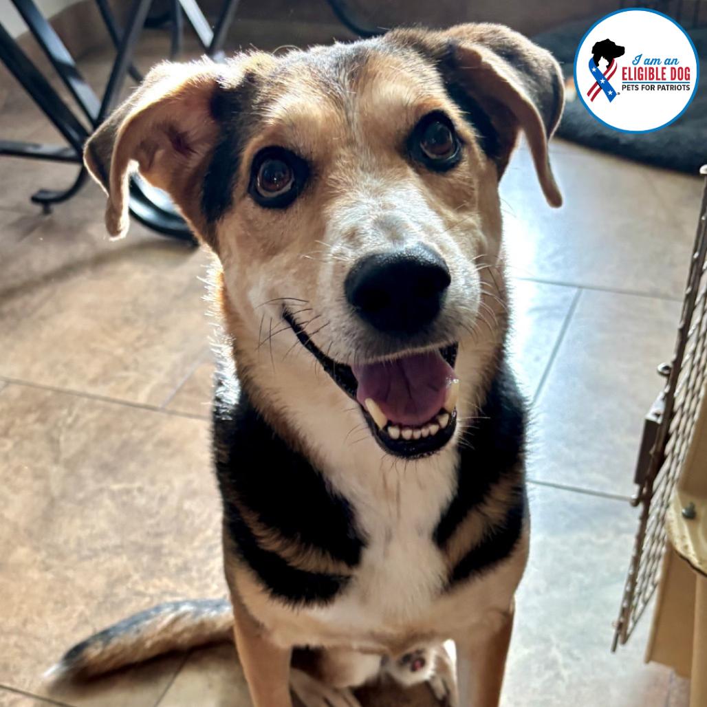 Julian, a Adoptable Shepherd in Apache Junction, AZ image 2/5