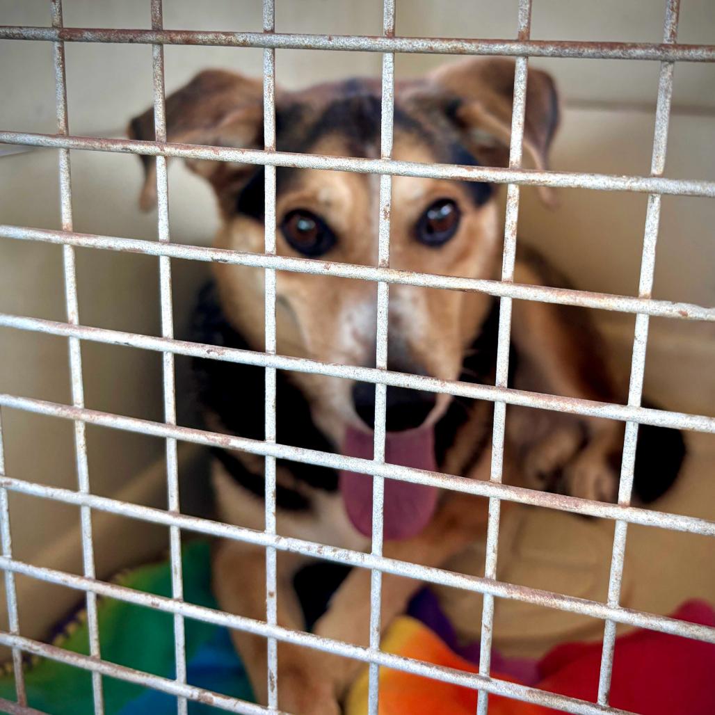 Julian, a Adoptable Shepherd in Apache Junction, AZ image 3/5
