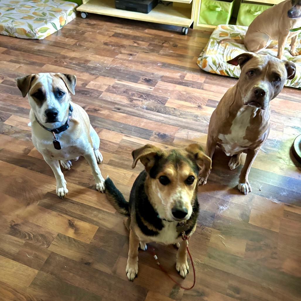 Julian, a Adoptable Shepherd in Apache Junction, AZ image 3/5