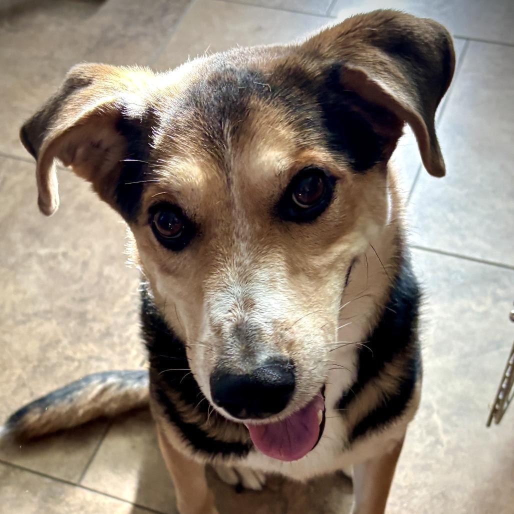 Julian, a Adoptable Shepherd in Apache Junction, AZ image 4/5