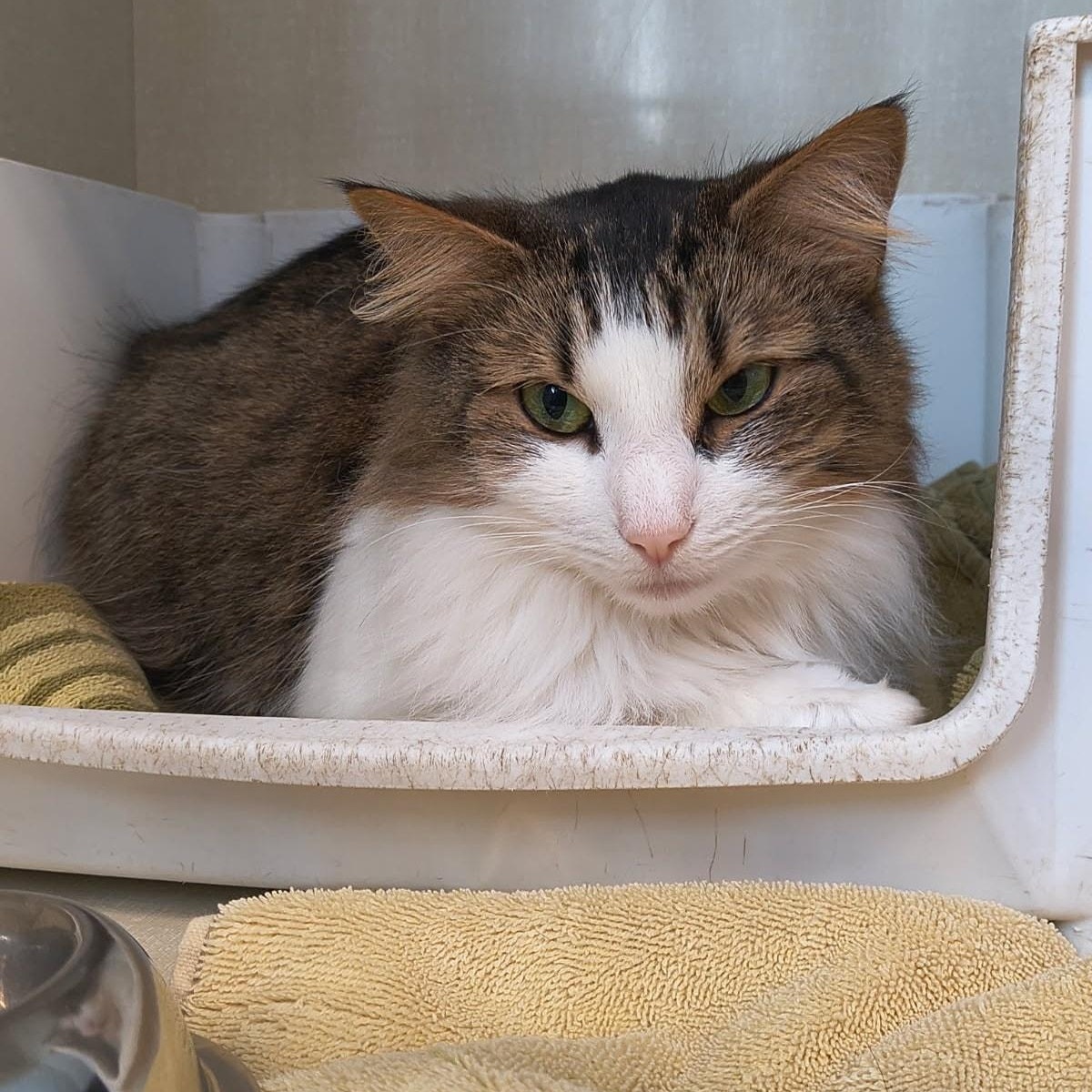 Agatha, adopted, Young Female Domestic Long Hair.