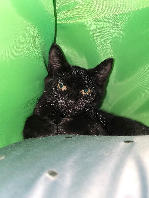 Dill, Adoptable, Young Female Domestic Short Hair.