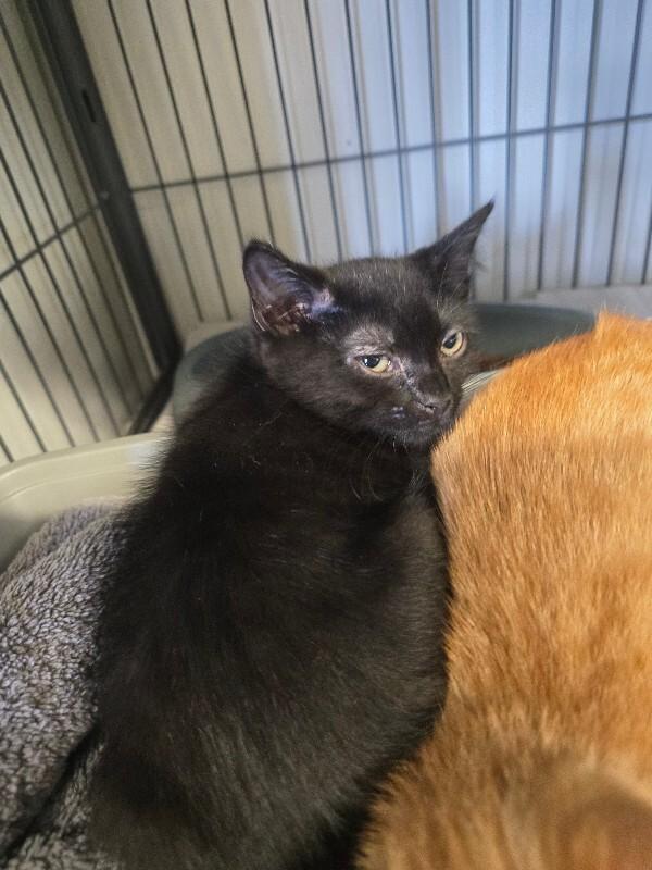 Enlarge Dill, a Adoptable Domestic Short Hair in Cortland, NY image 2/2
