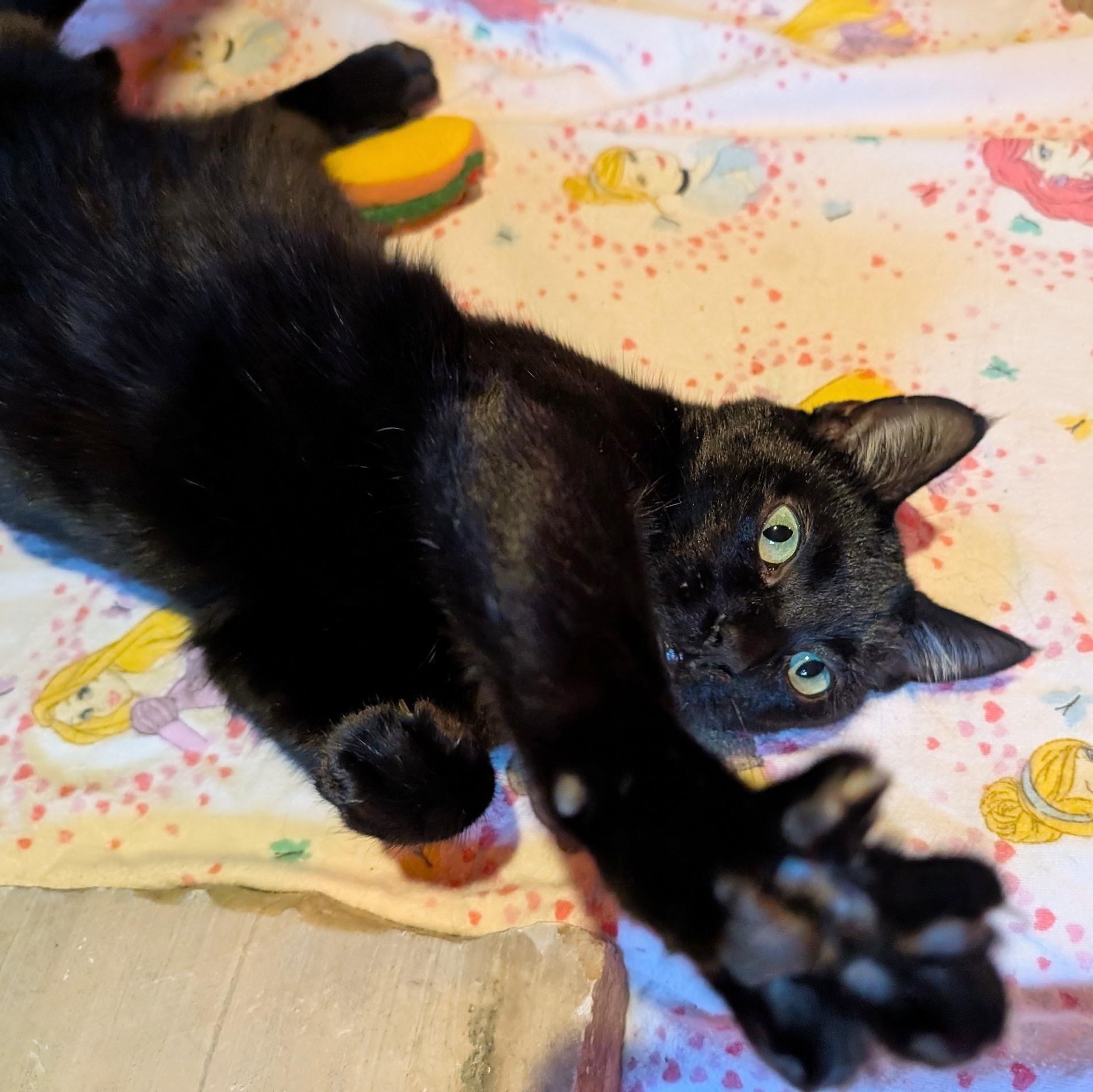 Nicolette, a Adoptable Domestic Short Hair in Fairview Heights, IL image 3/6