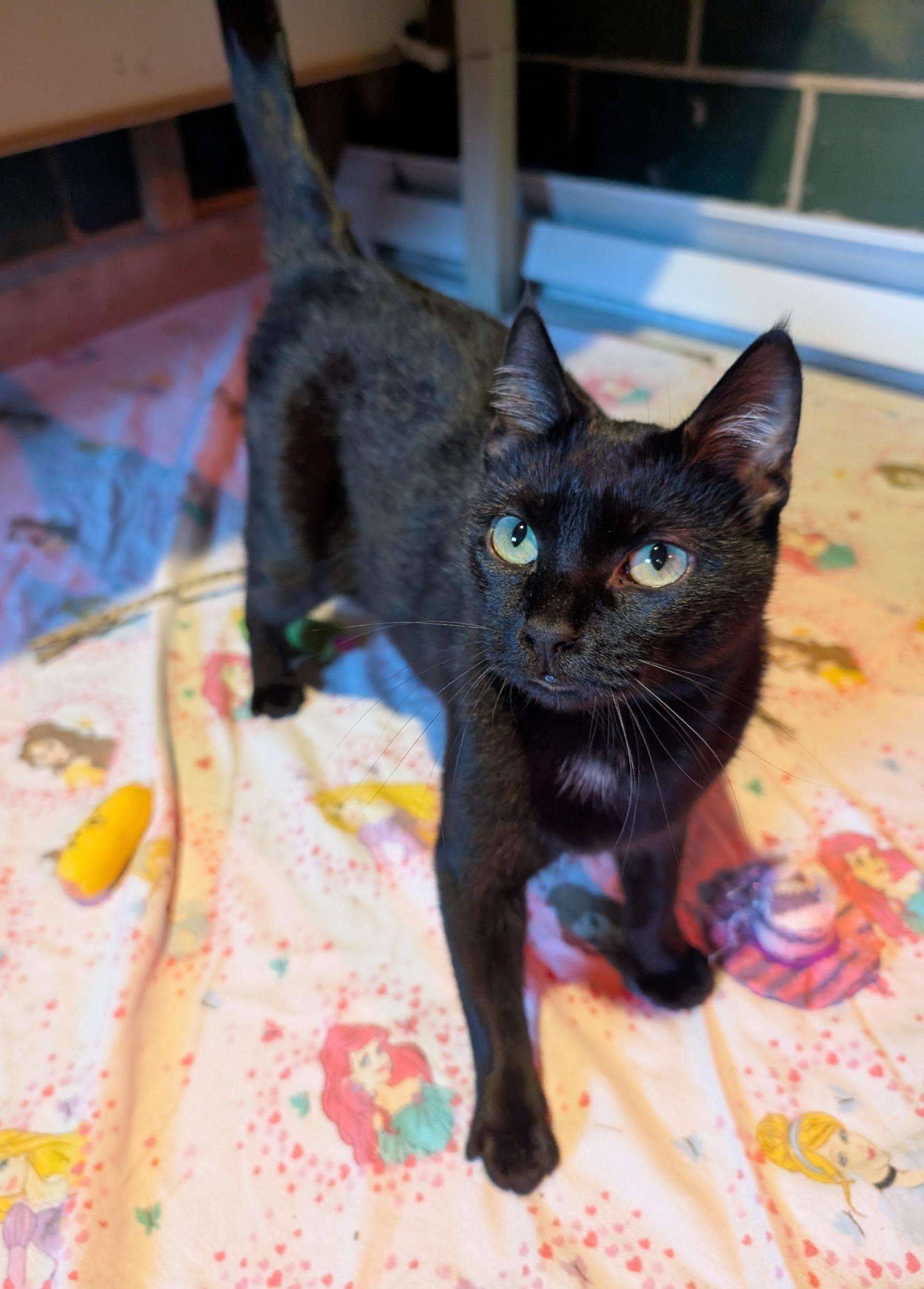 Nicolette, a Adoptable Domestic Short Hair in Fairview Heights, IL image 5/6