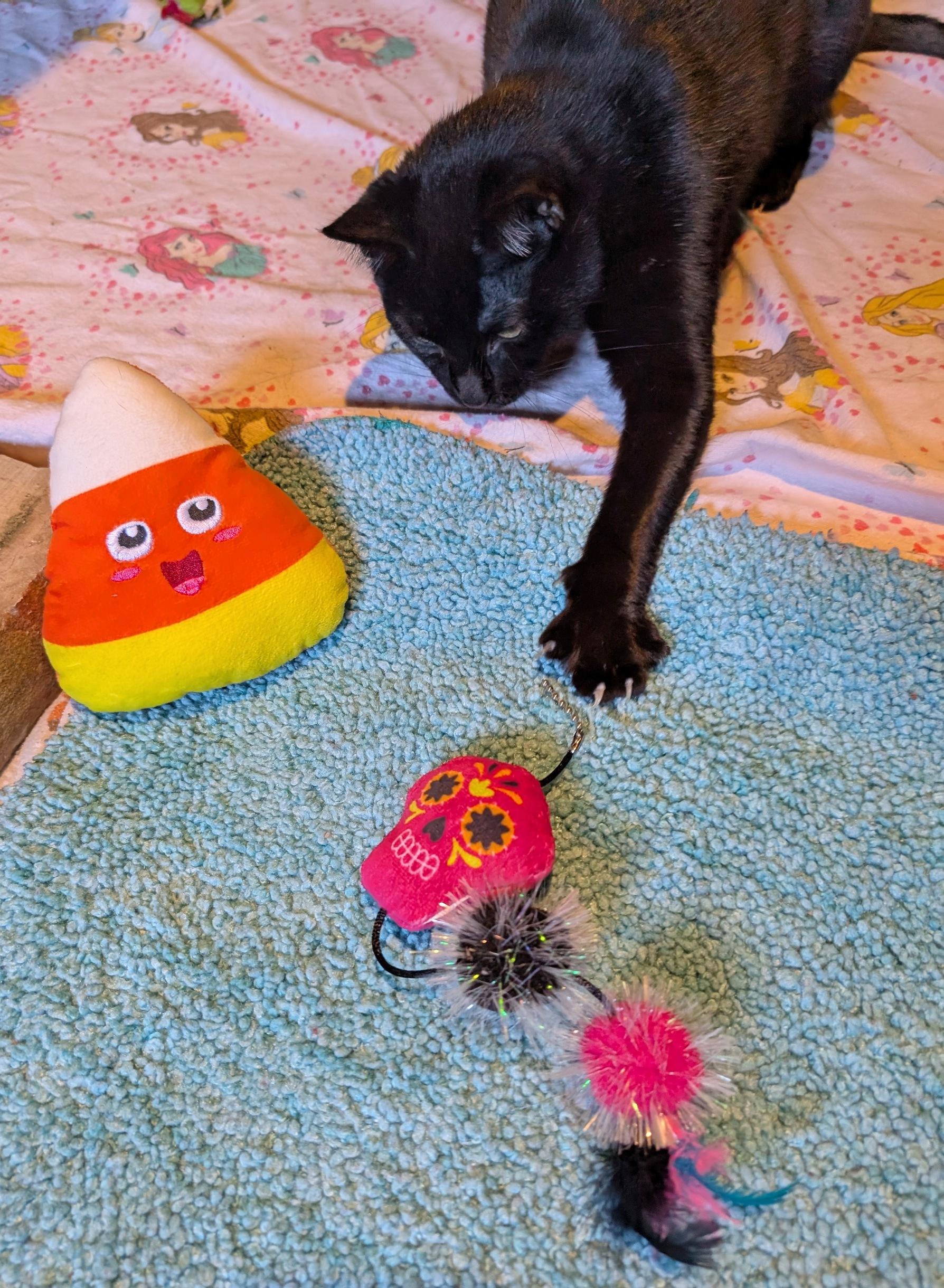 Nicolette, a Adoptable Domestic Short Hair in Fairview Heights, IL image 4/6