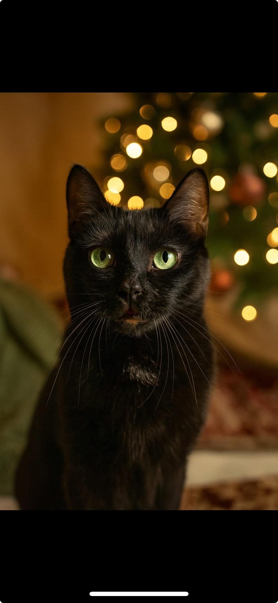 Nicolette, a Adoptable Domestic Short Hair in Fairview Heights, IL image 1/6