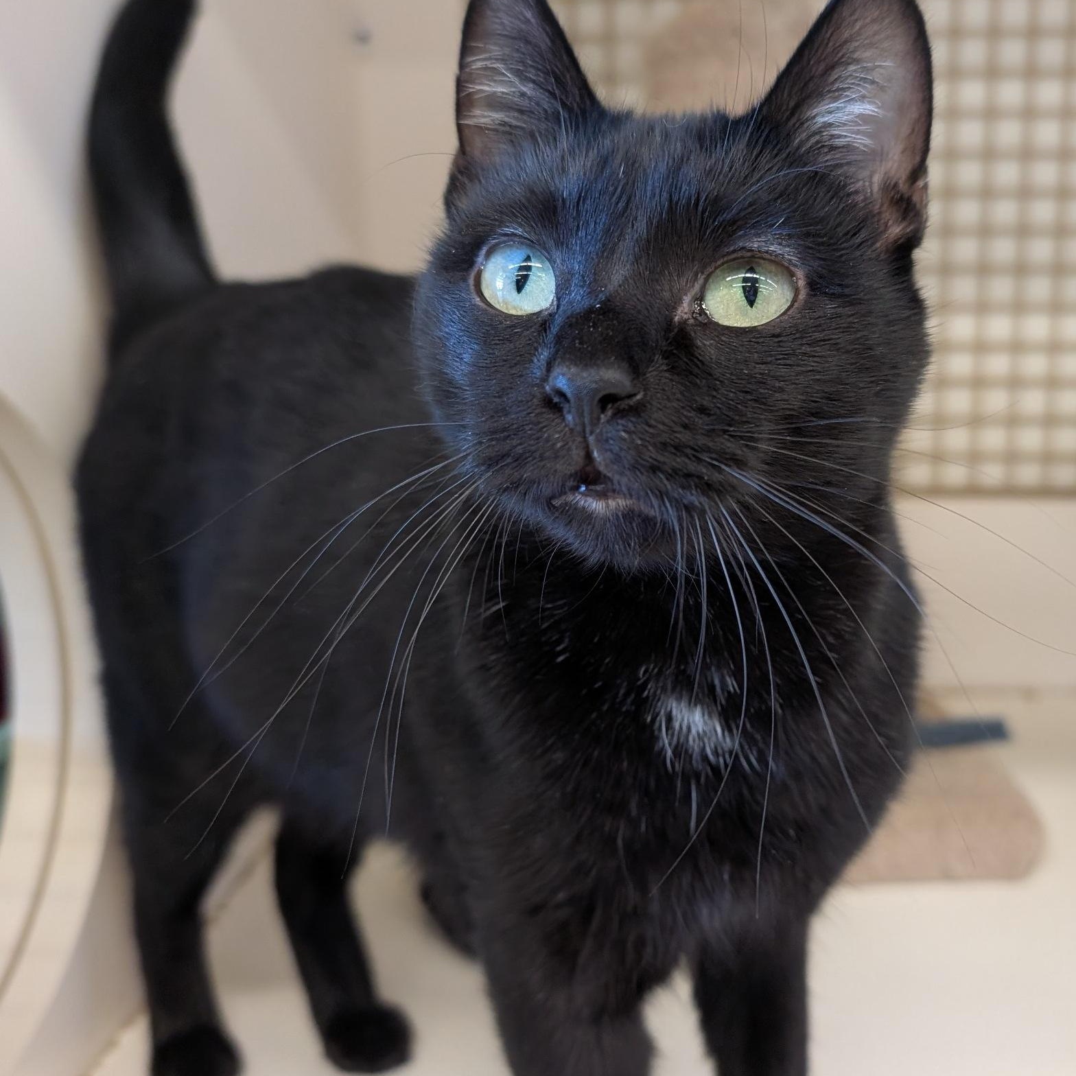 Nicolette, a Adoptable Domestic Short Hair in Fairview Heights, IL image 6/6