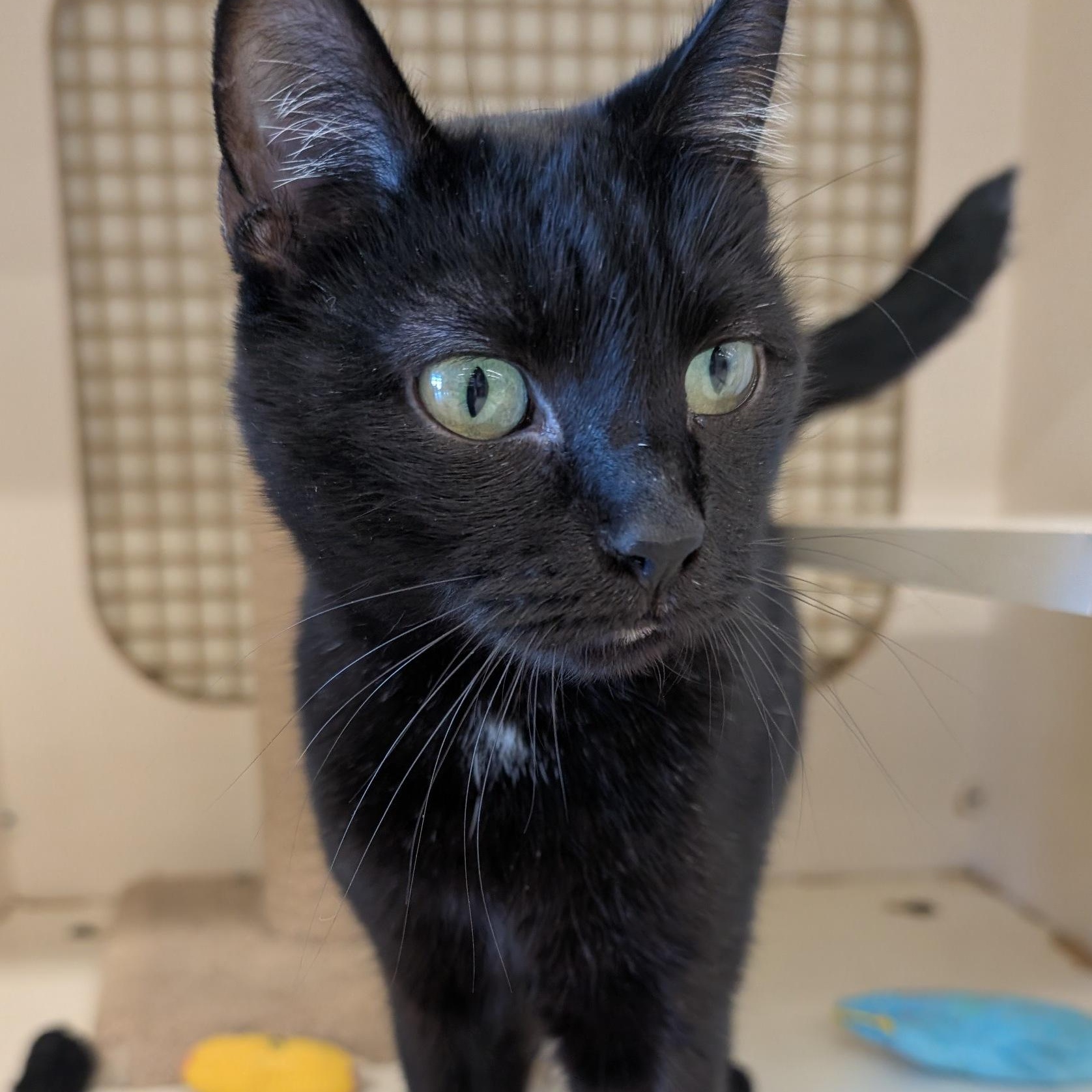 Nicolette, Adoptable, Young Female Domestic Short Hair.