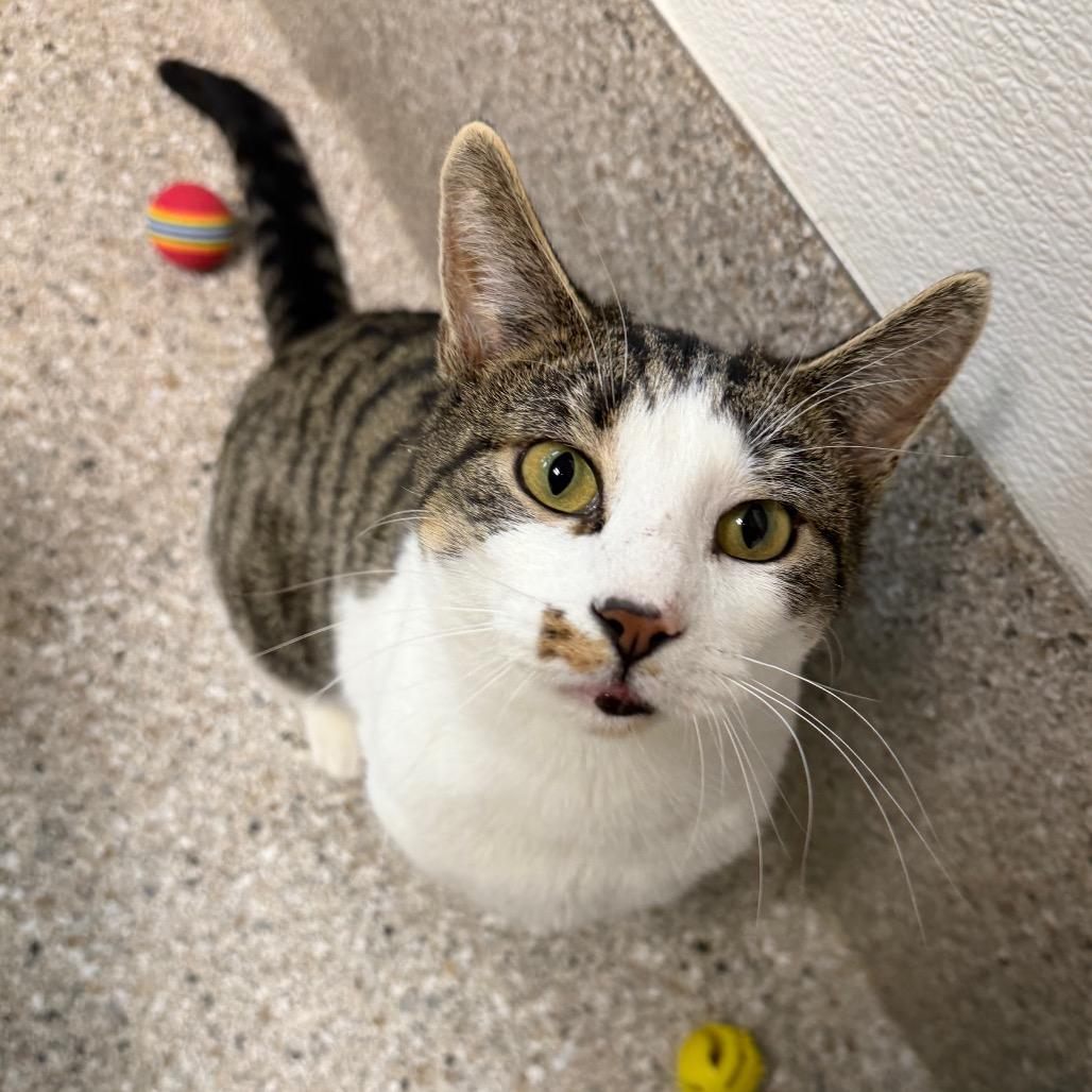 Enlarge Rojo, a Adoptable Domestic Short Hair in Detroit Lakes, MN image 1/1