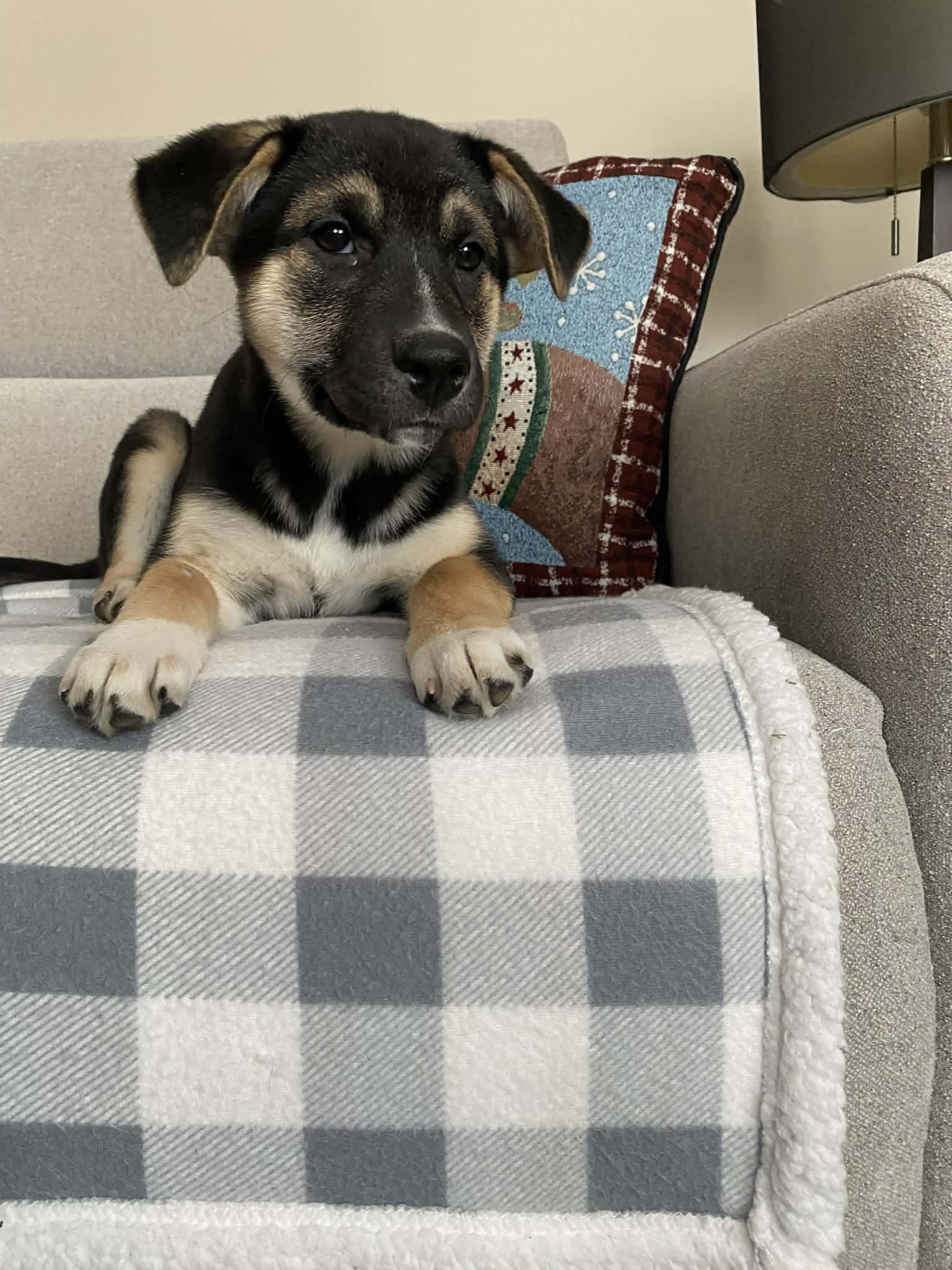 Heaven, Adoptable, Puppy Female Rottweiler.