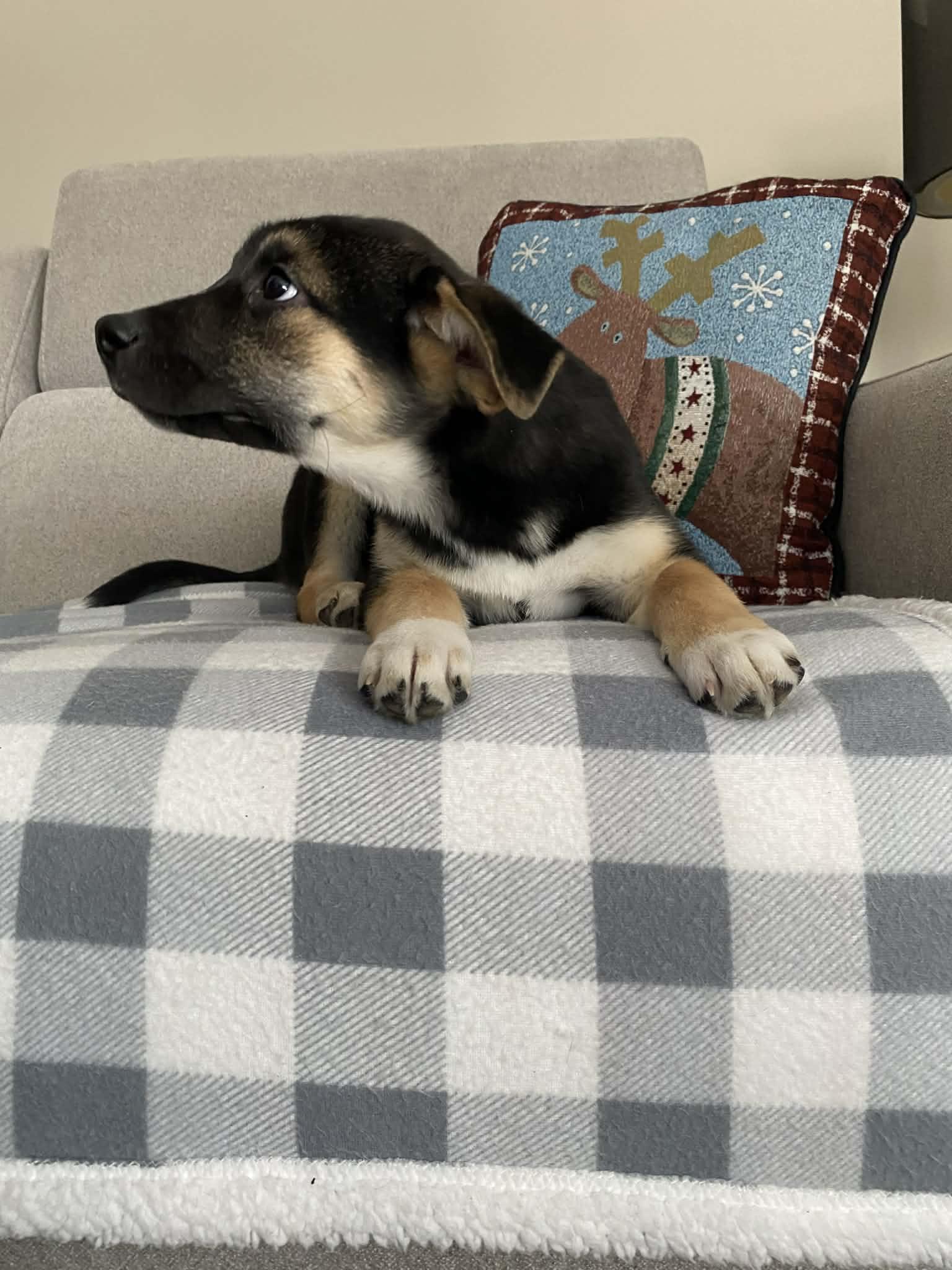 Heaven, a Adoptable mixed breed in Winnipeg, MB image 2/6