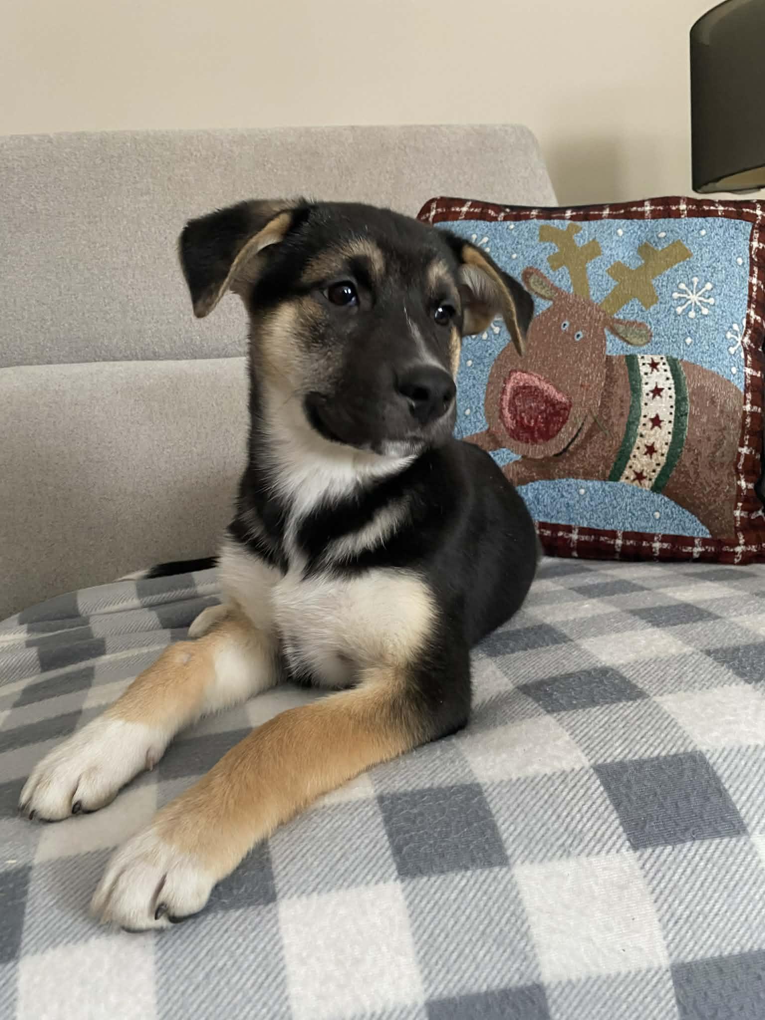 Heaven, a Adoptable mixed breed in Winnipeg, MB image 3/6