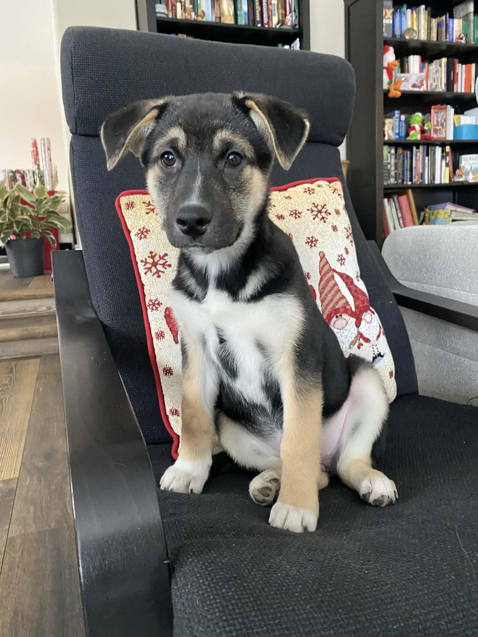 Heaven, a Adoptable mixed breed in Winnipeg, MB image 4/6