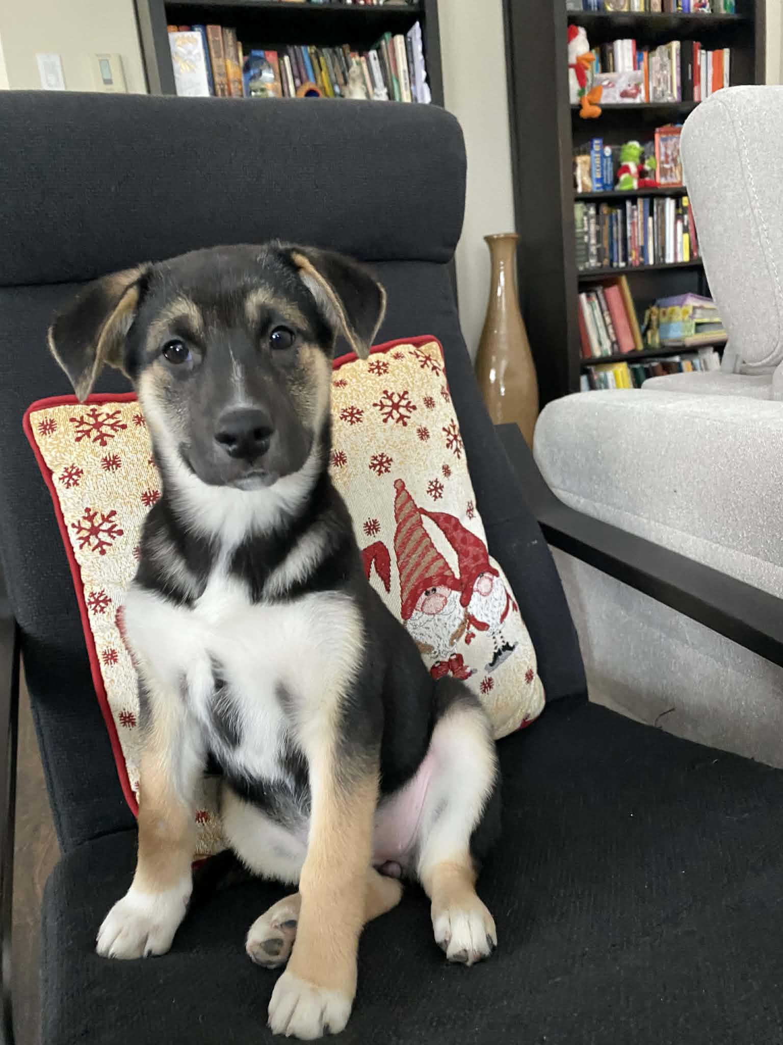 Heaven, a Adoptable mixed breed in Winnipeg, MB image 5/6