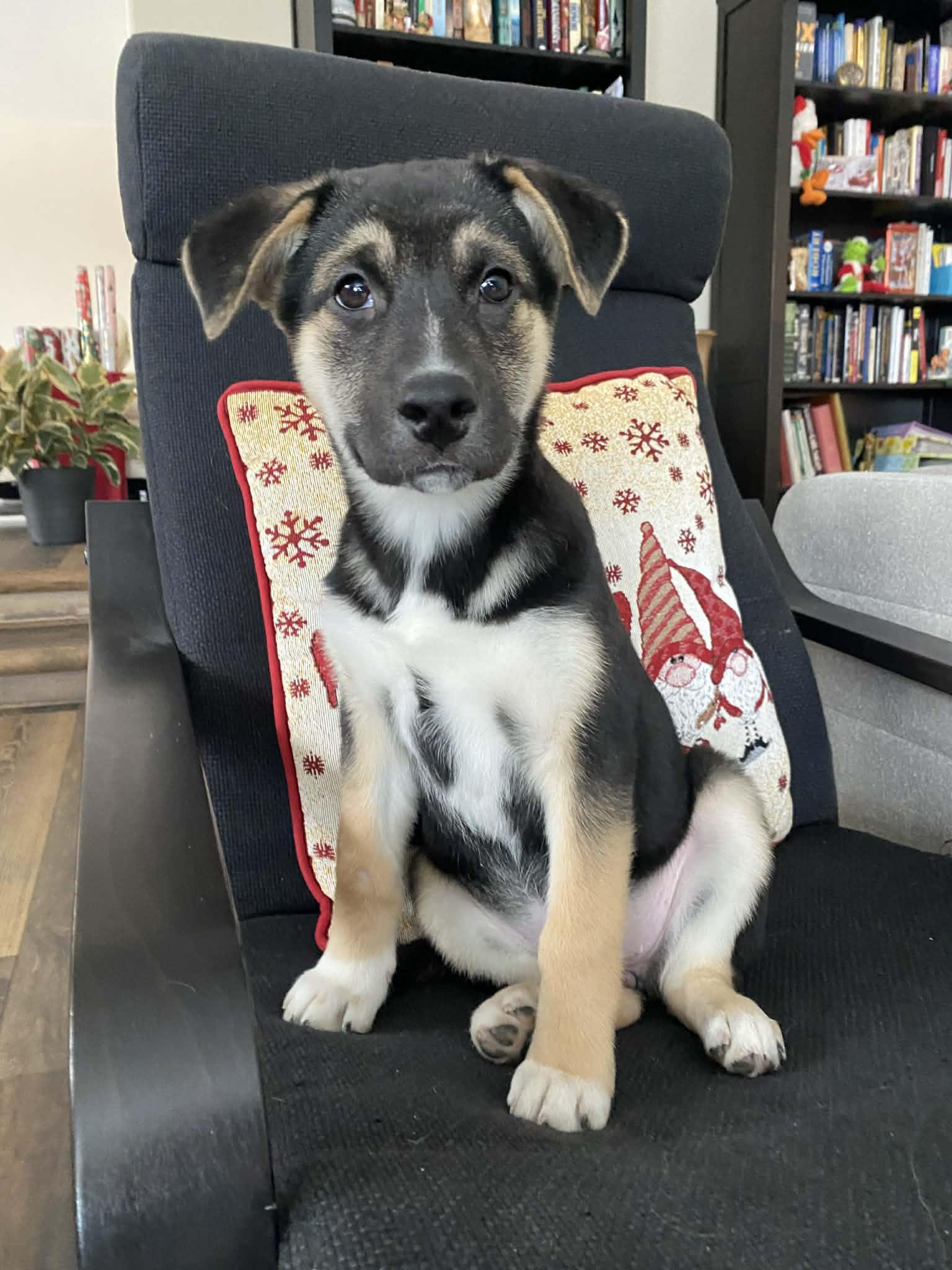 Heaven, a Adoptable mixed breed in Winnipeg, MB image 6/6