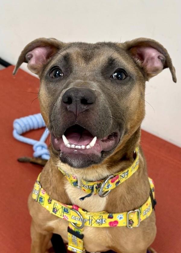 Enlarge Sophie, a Adoptable mixed breed in Skillman, NJ image 1/1