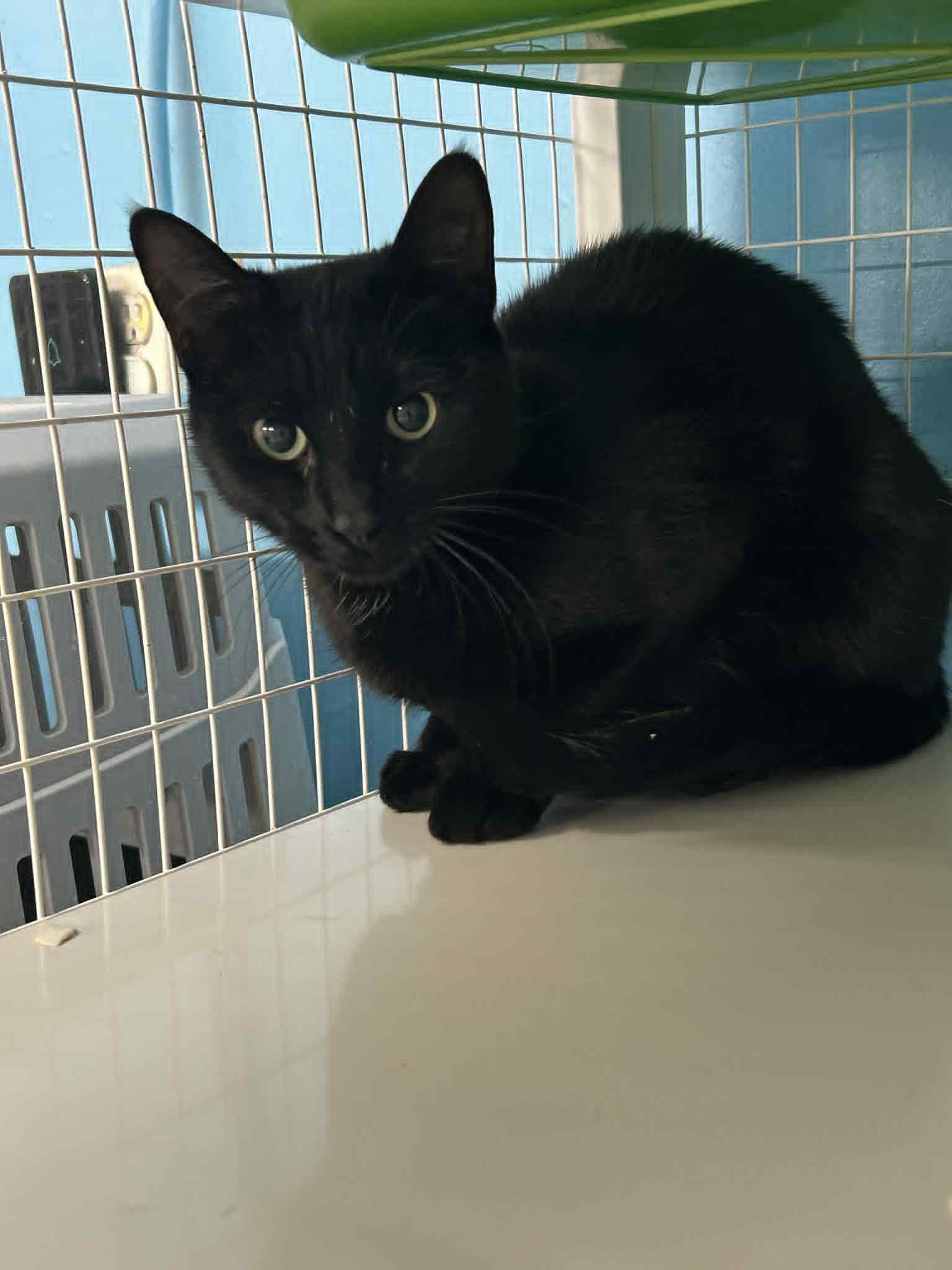 Hibiscus, ADOPTABLE, Adult Female Domestic Short Hair.