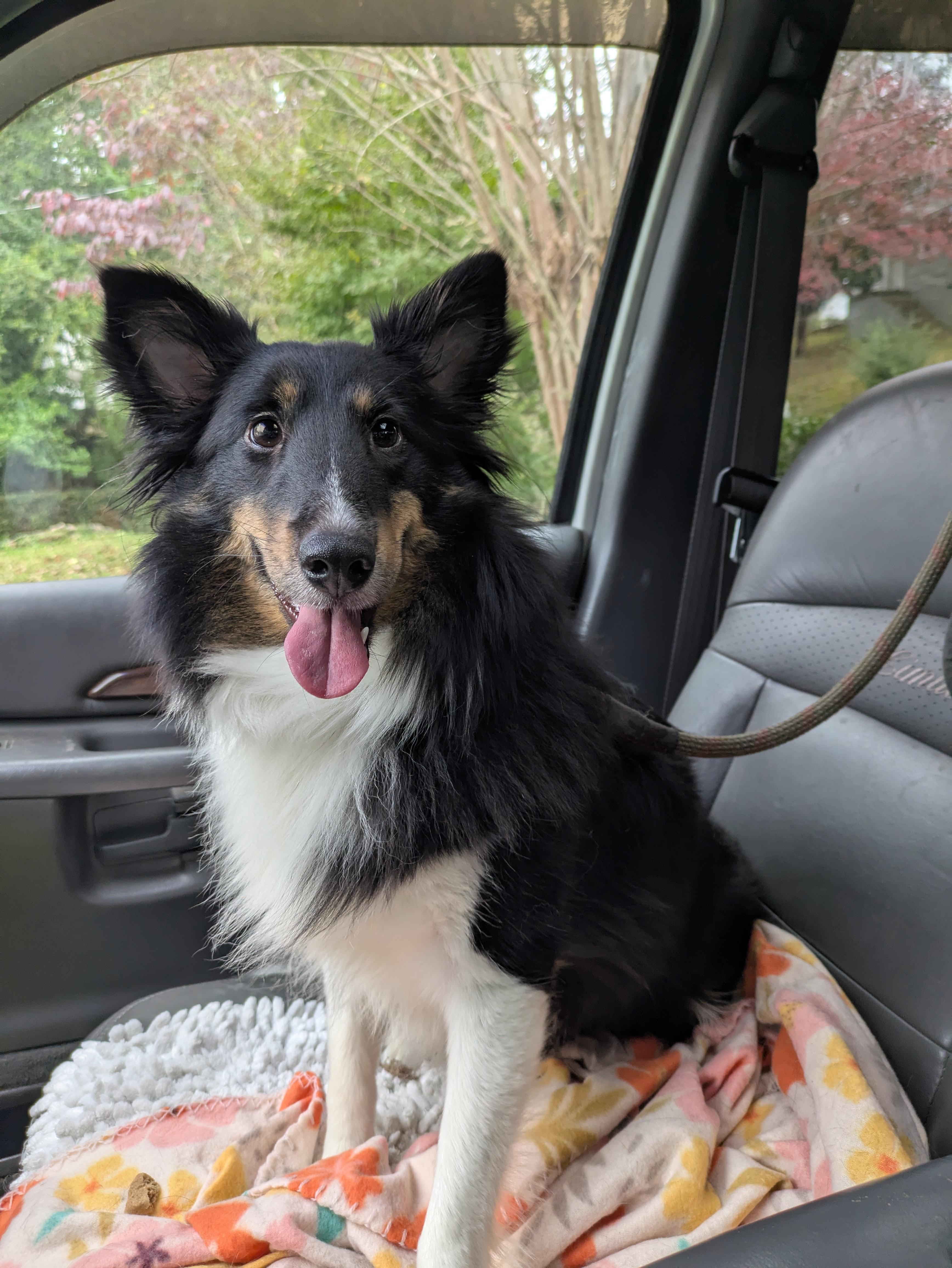 Enlarge Allison(Allie), a ADOPTABLE Shetland Sheepdog / Sheltie in Chattanooga, TN image 5/5