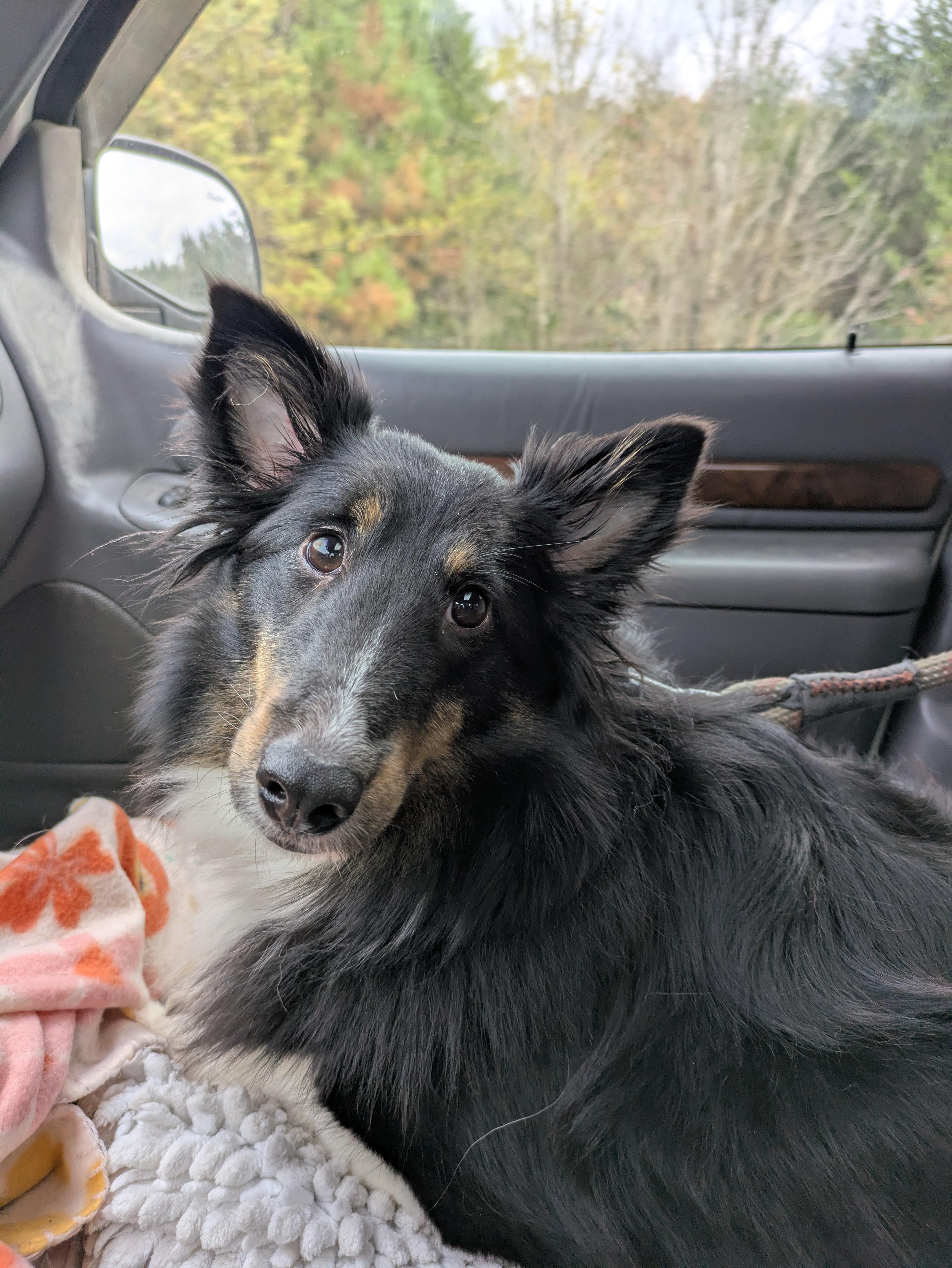 Allison(Allie), ADOPTABLE, Young Female Shetland Sheepdog / Sheltie.
